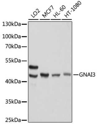 <b>Genetic Strategies Validation. </b>Western Blot: GNAI3 Antibody [NBP3-03467] - Analysis of extracts of various cell lines, using GNAI3 antibody at 1:1000 dilution. Secondary antibody: HRP Goat Anti-Rabbit IgG (H+L) at 1:10000 dilution. Lysates/proteins: 25ug per lane. Blocking buffer: 3% nonfat dry milk in TBST. Detection: ECL Basic Kit.