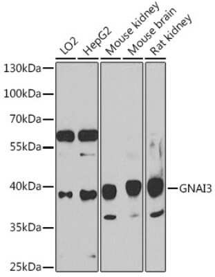 Western Blot: GNAI3 Antibody [NBP3-03899] - Analysis of extracts of various cell lines, using GNAI3 antibody at 1:1000 dilution. Secondary antibody: HRP Goat Anti-Rabbit IgG (H+L) at 1:10000 dilution. Lysates/proteins: 25ug per lane. Blocking buffer: 3% nonfat dry milk in TBST. Detection: ECL Basic Kit