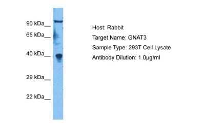 Western Blot GNAT3 Antibody - BSA Free