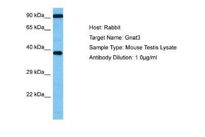 Western Blot: GNAT3 Antibody [NBP2-84050] - Host: Mouse. Target Name: GNAT3. Sample Tissue: Mouse Testis. Antibody Dilution: 1ug/ml