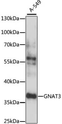 Western Blot GNAT3 Antibody - Azide and BSA Free