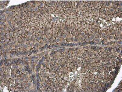 Immunohistochemistry-Paraffin: GNB1 Antibody [NBP2-16699] - Mouse testis. GNB1 antibody diluted at 1:1000. Antigen Retrieval: Citrate buffer, pH 6.0, 15 min