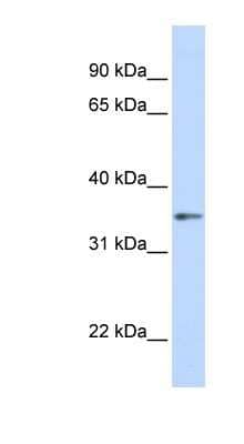 Western Blot: GNB1 Antibody [NBP1-55308] - Human Brain lysate, concentration 0.2-1 ug/ml.