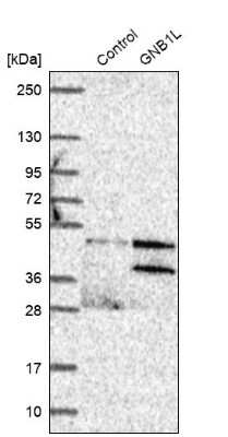 Western Blot: GNB1L Antibody [NBP1-81787] - Analysis in control (vector only transfected HEK293T lysate) and GNB1L over-expression lysate (Co-expressed with a C-terminal myc-DDK tag (3.1 kDa) in mammalian HEK293T cells).
