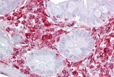 Immunohistochemistry-Paraffin: GNB2L1 Antibody [NBP1-58959] - Human small intestine tissue at an antibody concentration of 5ug/ml.