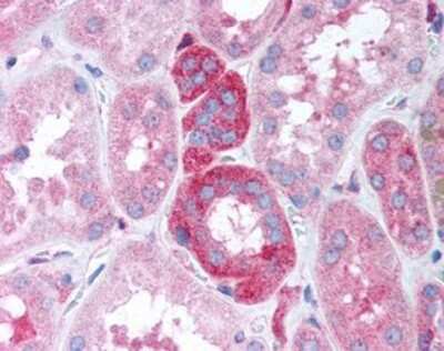 Immunohistochemistry-Paraffin: GNB5 Antibody [NBP1-03036] - Staining of human kidney tissue after heat-induced antigen retrieval. Antibody concentration 20 ug/ml.