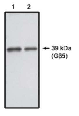 Western Blot: GNB5 Antibody [NBP1-03036] - 20 ng (1) and 10 ng (2) purified G 5 protein.