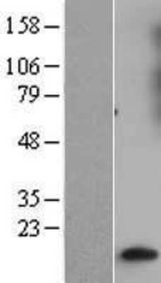 Western Blot: GNG10 Overexpression Lysate (Adult Normal) [NBL1-11170] Left-Empty vector transfected control cell lysate (HEK293 cell lysate); Right -Over-expression Lysate for GNG10.