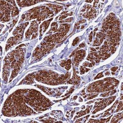 Immunohistochemistry-Paraffin GNG11 Antibody - BSA Free