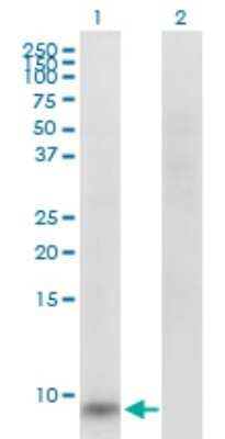 Western Blot GNG11 Antibody - Azide and BSA Free
