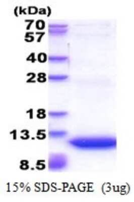 SDS-PAGE Recombinant Human GNG11 His Protein