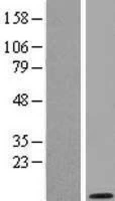 Western Blot GNG2 Overexpression Lysate