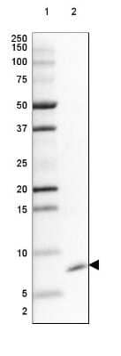 Western Blot: GNG5 Antibody [NBP2-14061] - Lane 1: Marker [kDa] 250, 150, 100, 75, 50, 37, 25, 20, 15, 10, 5, 2Lane 2: Human cell line SK-MEL-30