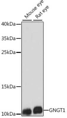 Western Blot GNGT1 Antibody - Azide and BSA Free