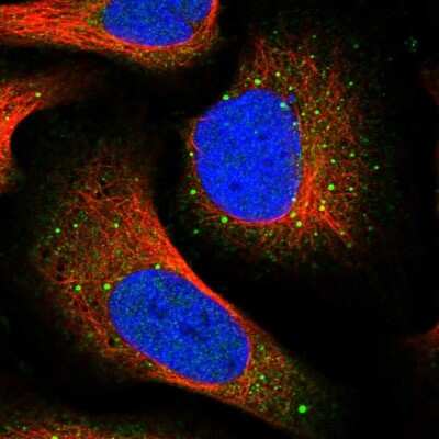 Immunocytochemistry/Immunofluorescence: GNIP Antibody [NBP1-89751] - Staining of human cell line U-2 OS shows localization to nucleoplasm, cytosol & vesicles. Antibody staining is shown in green.