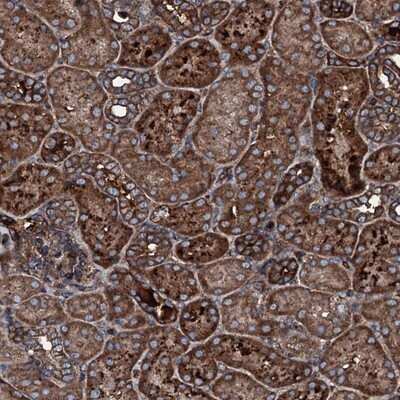 Immunohistochemistry-Paraffin: GNIP Antibody [NBP1-89751] - Staining of human kidney shows strong cytoplasmic positivity in tubule cells.