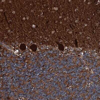 Immunohistochemistry-Paraffin: GNIP Antibody [NBP1-89751] - Staining of human cerebellum shows strong cytoplasmic positivity in Purkinje cells.