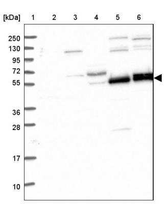 Western Blot GNIP Antibody - BSA Free