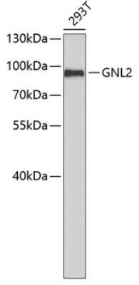 Western Blot: GNL2 Antibody [NBP3-04096] - Analysis of extracts of 293T cells, using GNL2 antibody . Secondary antibody: HRP Goat Anti-Rabbit IgG (H+L) at 1:10000 dilution. Lysates/proteins: 25ug per lane. Blocking buffer: 3% nonfat dry milk in TBST.