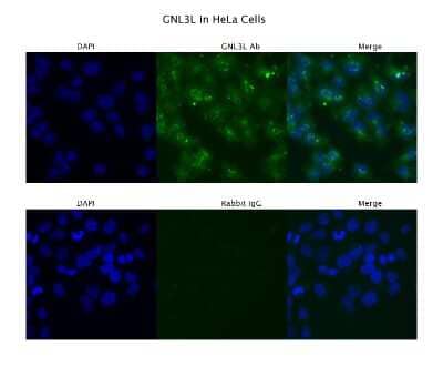 Immunocytochemistry/Immunofluorescence: GNL3L Antibody [NBP1-55241] - Sample Type: HeLa, Primary Antibody Dilution: 4 ug/ml