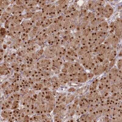 Immunohistochemistry-Paraffin GNL3L Antibody