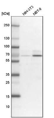 Western Blot GNL3L Antibody