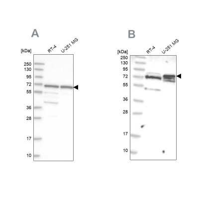 Western Blot GNL3L Antibody