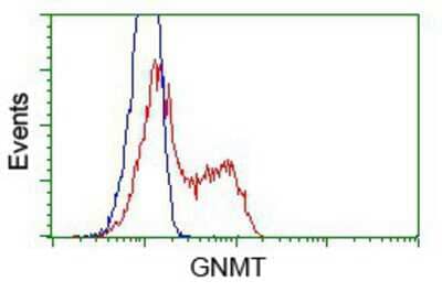 Flow Cytometry: GNMT Antibody (8A3) [NBP2-02634] - HEK293T cells transfected with either pCMV6-ENTRY GNMT.(Red) or empty vector control plasmid (Blue) were immunostained with anti-GNMT mouse monoclonal, and then analyzed by flow cytometry.