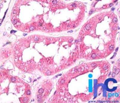 Immunohistochemistry-Paraffin: GNPDA1 Antibody [NBP2-24557] - Formalin-fixed paraffin-embedded human kidney tissue stained with GNPDA1 antibody at 10 ug/ml. Staining of formalin-fixed tissues is enhanced by boiling tissue sections in 10 mM sodium citrate buffer, pH 6.0 for 10-20 min followed by cooling at RT for 20 min.
