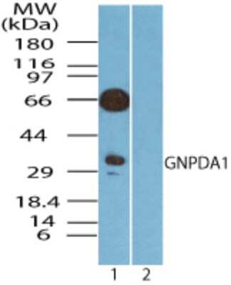 Western Blot: GNPDA1 Antibody [NBP2-24557] - analysis of GNPDA1 in human spleen lysate in the 1) absence and 2) presence of immunizing peptide using this antibody. 25 ug/ml.
