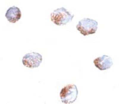 Immunocytochemistry/Immunofluorescence: GNPDA2 Antibody [NBP1-72110] - 293 cells with GNPDA2 antibody at 4 ug/ml.