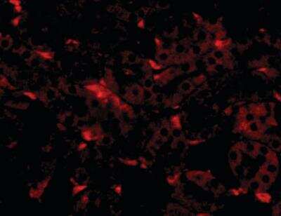 Immunocytochemistry/Immunofluorescence: GNPDA2 Antibody [NBP1-72110] - Mouse kidney tissue with GNPDA2 antibody at 20 ug/ml.
