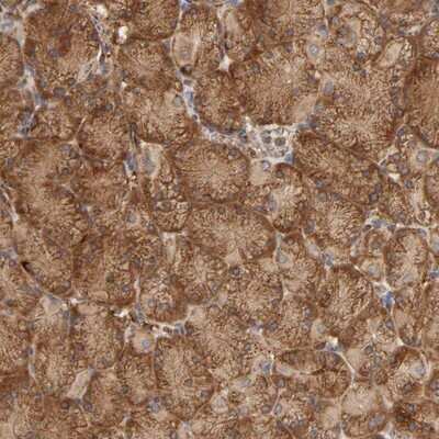 Immunohistochemistry-Paraffin: GNPTG Antibody [NBP1-88443] - Staining of human stomach shows strong cytoplasmic positivity in glandular cells.