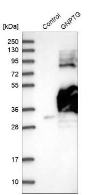 Western Blot: GNPTG Antibody [NBP1-88443] - Analysis in control (vector only transfected HEK293T lysate) and GNPTG over-expression lysate (Co-expressed with a C-terminal myc-DDK tag (3.1 kDa) in mammalian HEK293T cells).