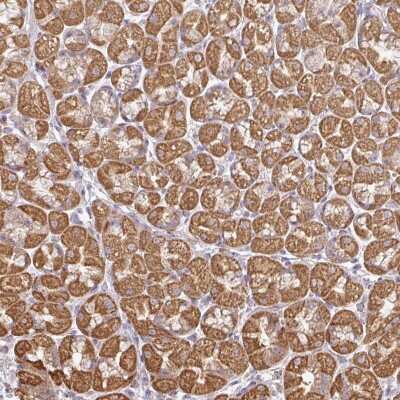 Immunohistochemistry-Paraffin GNRPX Antibody - BSA Free