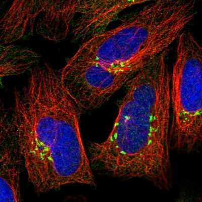 Immunocytochemistry/Immunofluorescence: GOLGA3 Antibody [NBP1-91952] - Staining of human cell line U-2 OS shows localization to the Golgi apparatus.