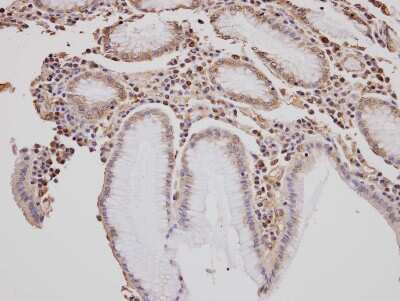 Immunohistochemistry-Paraffin: GOLGA3 Antibody [NBP1-30963] - Paraffin-embedded gastric tissue, using antibody at 1:100 dilution.