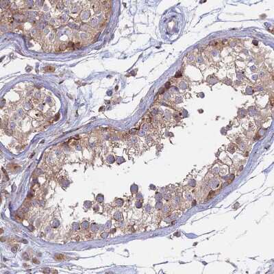 Immunohistochemistry-Paraffin: GOLGA3 Antibody [NBP1-91953] - Staining of human testis shows moderate to strong granular cytoplasmic positivity in cells in seminiferous ducts.