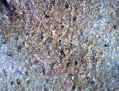 Immunohistochemistry-Paraffin: GOLGA3 Antibody [NBP3-12310] - Baboon Brain. 1:50 dilution in IHC blocking buffer. DAB (brown) staining and Hematoxylin QS (blue) counterstain. 40X magnification. 