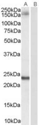 Western Blot: GOLGA3 Antibody [NB100-2442] - Staining of Hela lysate (35ug protein in RIPA buffer). Primary incubation was 1 hour. Detected by chemiluminescence. (0.1ug/ml) 