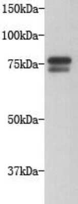 Western Blot: GOLGA5 Antibody (11-D7) [NBP2-66875] - Analysis on Hela cell lysate using anti-GOLGA5 Mouse mAb.