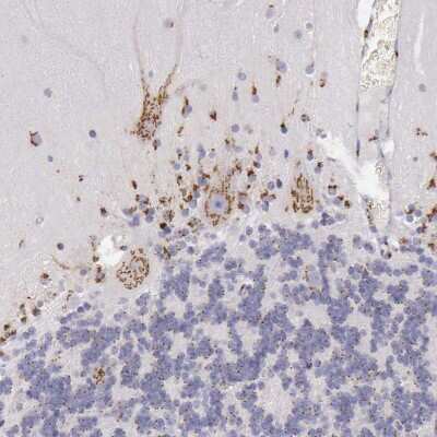 Immunohistochemistry-Paraffin: GOLGA5 Antibody [NBP1-83352] - Staining of human cerebellum shows moderate granular cytoplasmic positivity in Purkinje cells.