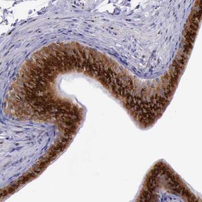 Immunohistochemistry-Paraffin: GOLGA5 Antibody [NBP1-83352] - Staining of human epididymis shows strong positivity in Golgi apparatus in glandular cells.