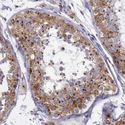 Immunohistochemistry-Paraffin: GOLGA5 Antibody [NBP1-83352] - Staining of human testis shows moderate to strong granular cytoplasmic positivity in cells in seminiferous ducts.