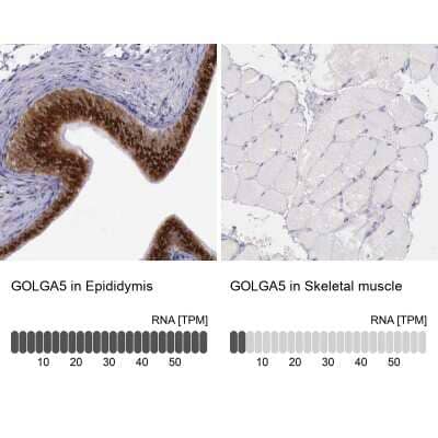 Immunohistochemistry-Paraffin: GOLGA5 Antibody [NBP1-83352] - Staining in human epididymis and skeletal muscle tissues using NBP1-83352 antibody. Corresponding GOLGA5 RNA-seq data are presented for the same tissues.