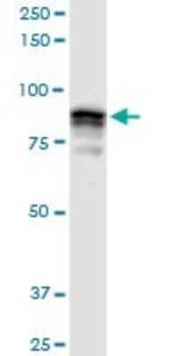 Western Blot: GOLGA5 Antibody [H00009950-D01P] - Analysis of GOLGA5 expression in A-431.