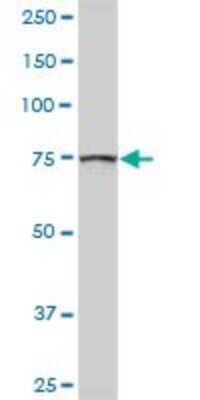 Western Blot: GOLGA5 Antibody [H00009950-D01P] - Analysis of GOLGA5 expression in human placenta.
