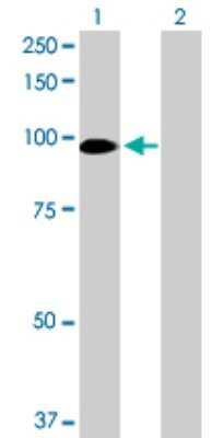 Western Blot: GOLGA5 Antibody [H00009950-D01P] - Analysis of GOLGA5 expression in transfected 293T cell line by GOLGA5 polyclonal antibody.Lane 1: GOLGA5 transfected lysate(83.00 KDa).Lane 2: Non-transfected lysate.