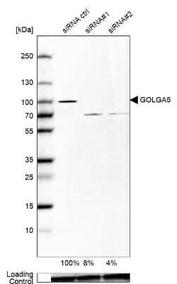 Western Blot: GOLGA5 Antibody [NBP1-83352] - Analysis in U-87MG ATCC cells transfected with control siRNA, target specific siRNA probe #1 and #2,. Remaining relative intensity is presented. Loading control: Anti-GAPDH.