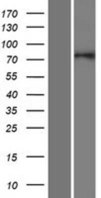 Western Blot: GOLGA5 Overexpression Lysate (Adult Normal) [NBP2-07788] Left-Empty vector transfected control cell lysate (HEK293 cell lysate); Right -Over-expression Lysate for GOLGA5.